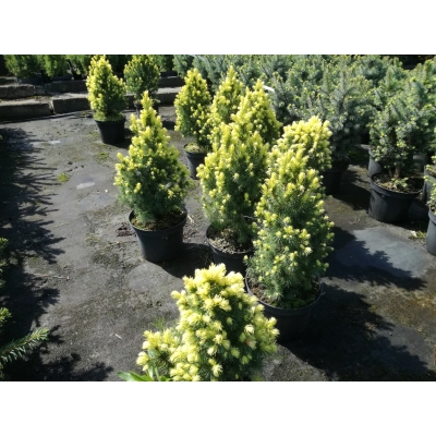 Swierk biały Picea Rainbow's
