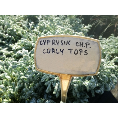 Cyprys groszkowy Cyprys Curly Tops