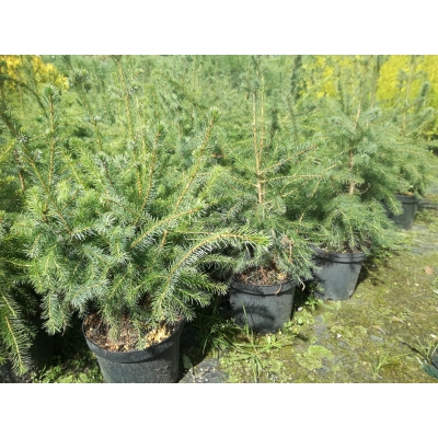 Świerk serbski Picea Omorica
