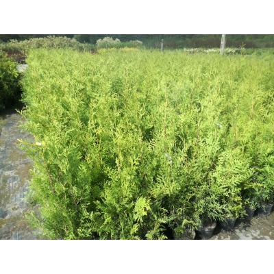 Żywotnik zachodni ‘Brabant’ donica C3- 100cm !