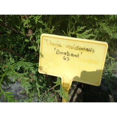 Żywotnik zachodni ‘Brabant’ donica C3- 100cm !