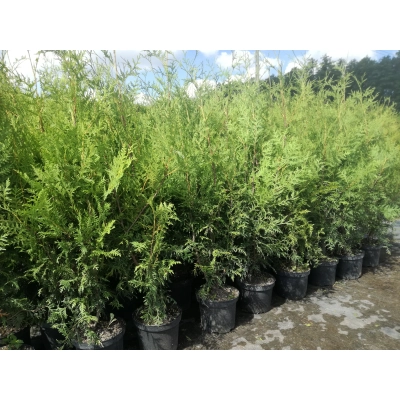 Żywotnik zachodni ‘Brabant’ donica C3- 100cm !