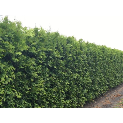 Żywotnik zachodni ‘Brabant’ donica C3- 100cm !