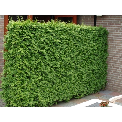 Żywotnik zachodni ‘Brabant’ donica C3- 100cm !