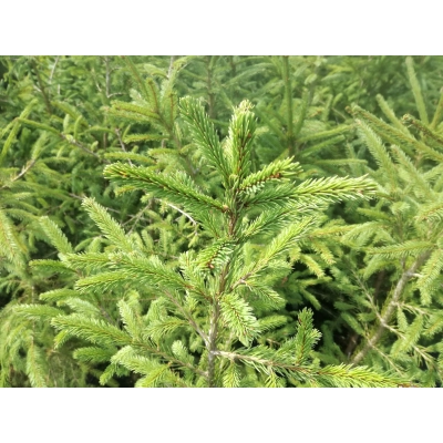 Świerk pospolity Picea Abies