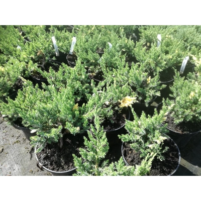 Jałowiec chiński Juniperus Expansa Variegatta