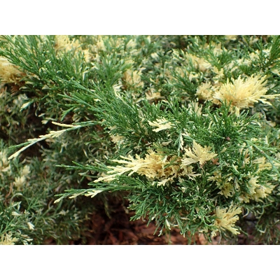 Jałowiec chiński Juniperus Expansa Variegatta