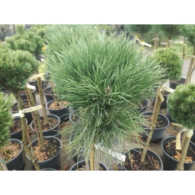Sosna czarna szczepiona na pniu ‘Pinus nigra Cebenesis’