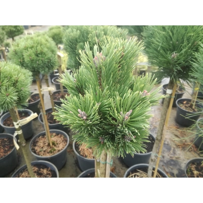 Sosna kosodrzewina szczepiona na pniu ‘Pinus Mugo Konica’