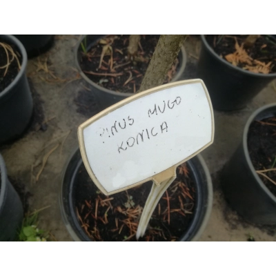 Sosna kosodrzewina szczepiona na pniu ‘Pinus Mugo Konica’