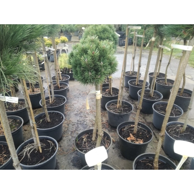 Sosna kosodrzewina szczepiona na pniu ‘Pinus Mugo Konica’