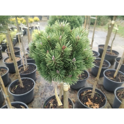Sosna kosodrzewina szczepiona na pniu ‘Pinus Mugo Konica’