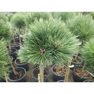 Sosna czarna szczepiona na pniu ‘Pinus nigra Hubert’