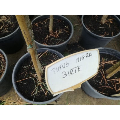 Sosna czarna szczepiona na pniu Pinus nigra Birte