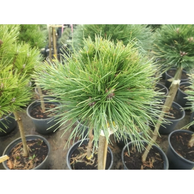 Sosna czarna szczepiona na pniu Pinus nigra Brapa