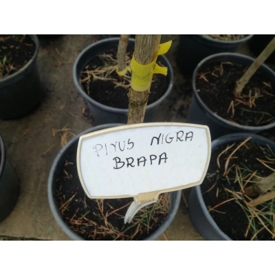 Sosna czarna szczepiona na pniu Pinus nigra Brapa