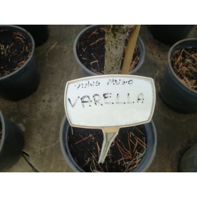 Sosna czarna szczepiona na pniu Pinus nigra Varello
