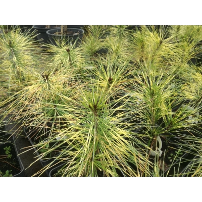 Sosna gęstokwiatowa szczepiona na pniu Pinus Golden Ghost