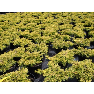 Jałowiec  3-letni Juniperus "Golden Schatz"