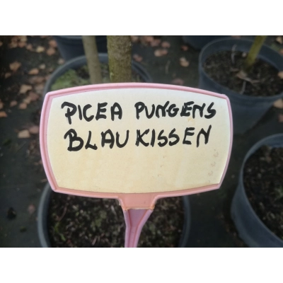 Świerk kłujący szczepiony na pniu Picea Blaukissen