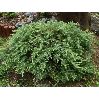 Jałowiec  3-letni Juniperus "Schleger"
