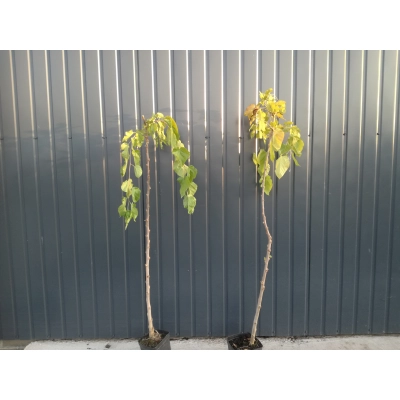 Morwa biała pendula- szczepiona