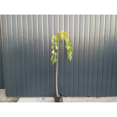 Morwa biała pendula- szczepiona