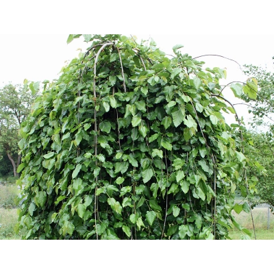 Morwa biała pendula- szczepiona