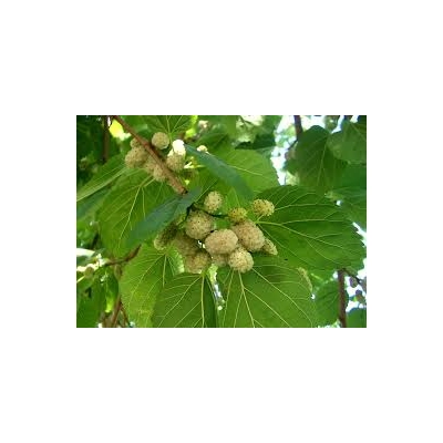 Morwa biała pendula- szczepiona