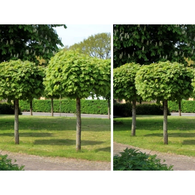 Klon kulisty żółty- szczepiony 150-160cm