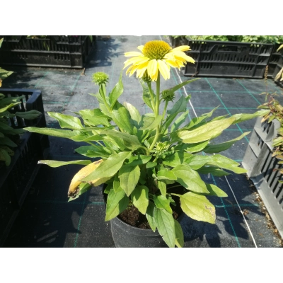 Jeżówka  'Echinacea' Pearl Yellow imp.