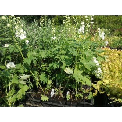 Ostróżka ogrodowa 'Delphinium' Magic fountain pure White