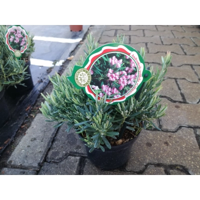 Andromeda polifolia 'Blue Ice