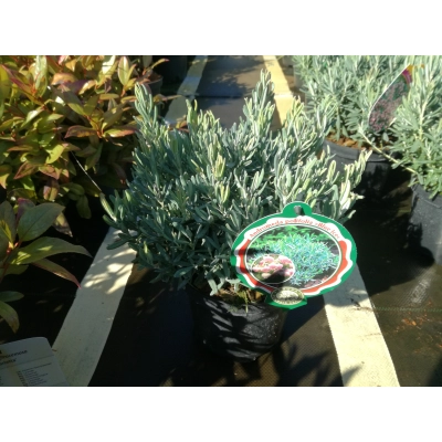 Andromeda polifolia 'Blue Ice