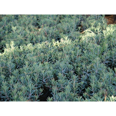 Andromeda polifolia 'Blue Ice