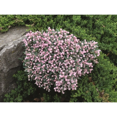 Andromeda polifolia 'Blue Ice