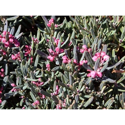 Andromeda polifolia 'Blue Ice