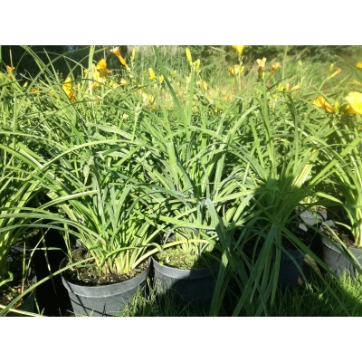 Lilowiec Punch Yellow
