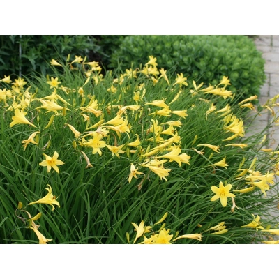 Lilowiec Punch Yellow