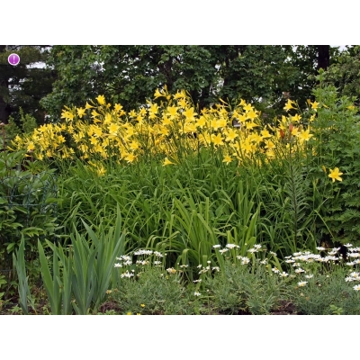 Lilowiec Punch Yellow