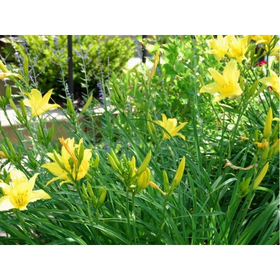 Lilowiec Punch Yellow
