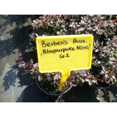 Berberys czerwony Nana