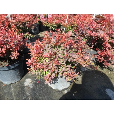 Berberys 'Berberis' Czerwony Mini Wolnorosnący