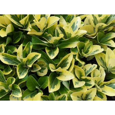 Trzmielina japońska Aureomarginatus