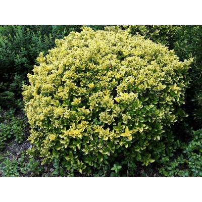 Trzmielina japońska Aureomarginatus