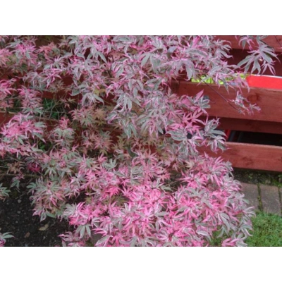 Klon palmowy 'Butterfly'