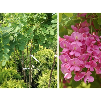 Robinia akacjowa szczepiona na pniu