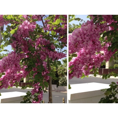Robinia akacjowa szczepiona na pniu