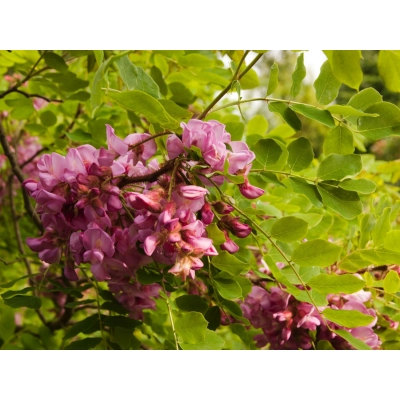 Robinia akacjowa szczepiona na pniu