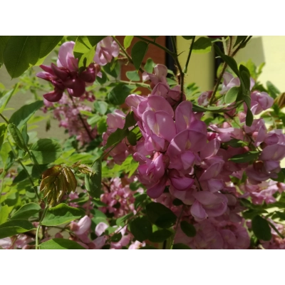 Robinia akacjowa szczepiona na pniu